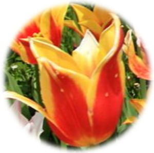 よそほひのこと よそほひのこと