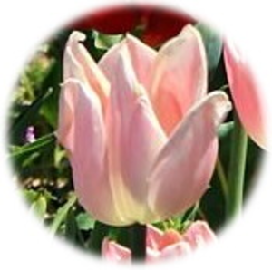 留袖・色留袖 留袖・色留袖