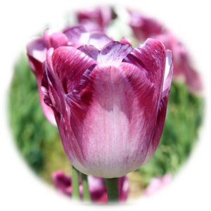 名古屋帯 名古屋帯