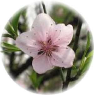 よそほひのこと